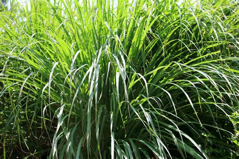 citronella plant in bisaya|(PDF) Economic Potential of Citronella (Cymbopogon winterianus.